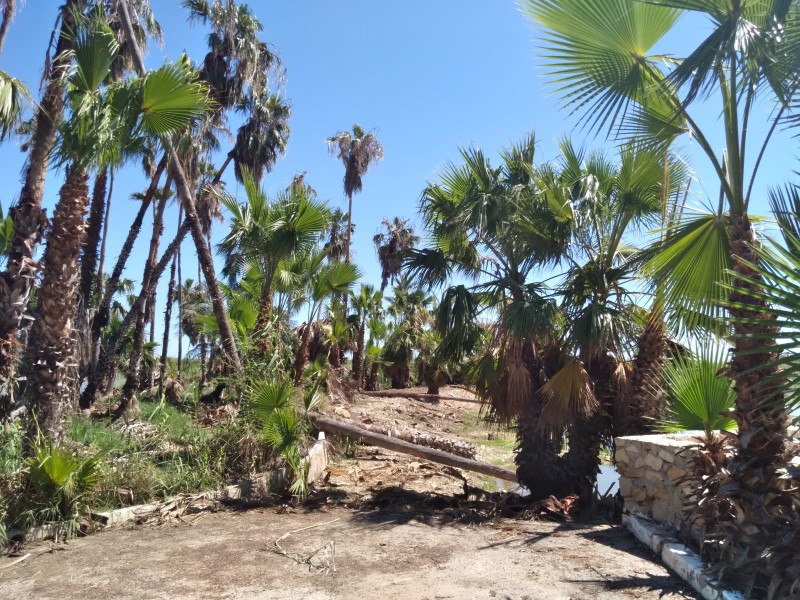 Continuarán autoridades con programas de conservación del estero