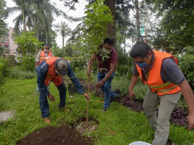 Continuarán jornadas de reforestación en Veracruz