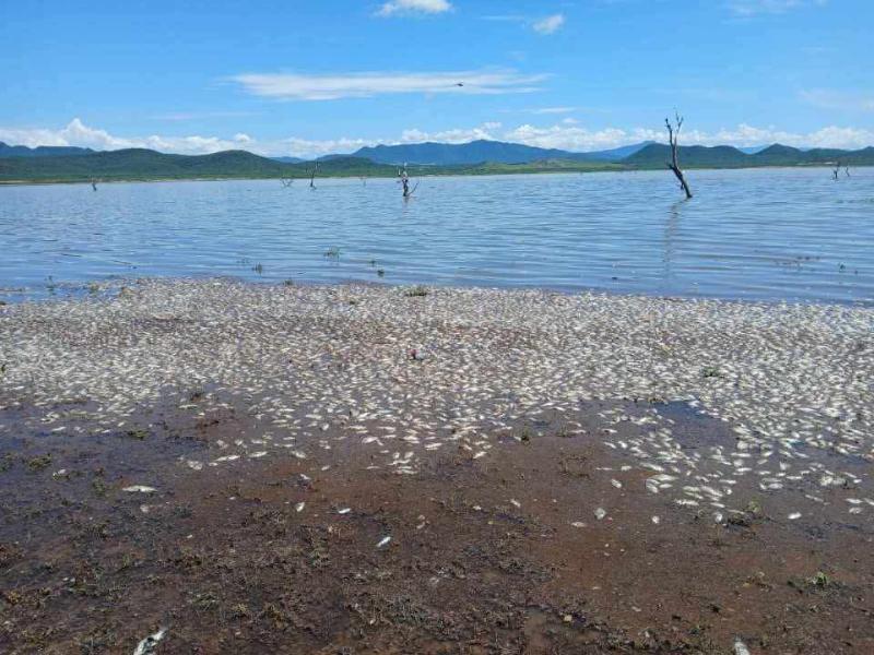 Continúa mortandad de peces en presa Miguel Hidalgo de El Fuerte