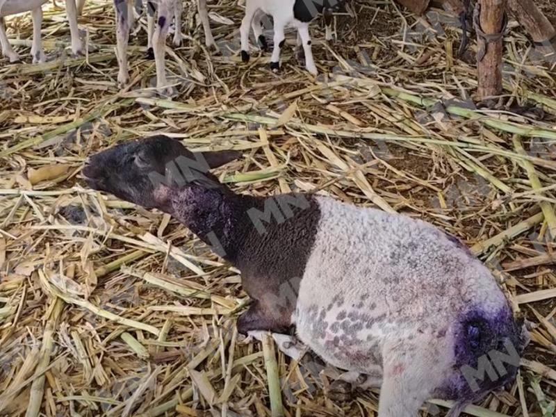 Continúan las muertes de animales en San Mateo Tlacoxcalco