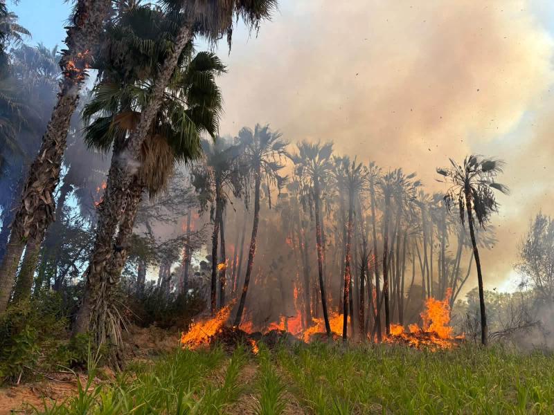 Continúan presentándose conatos de incendio en palmares debido a asentamientos irregulares