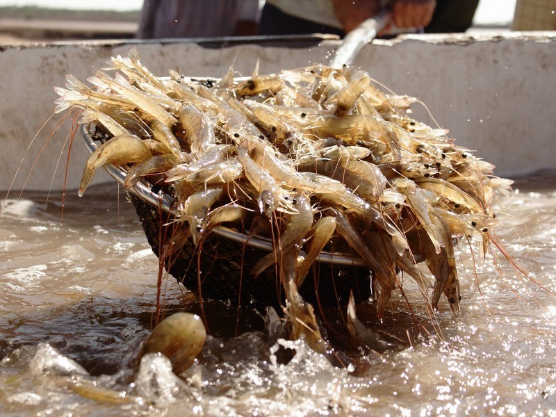 Contrabando de camarón hace crisis en sector pesquero y acuícola