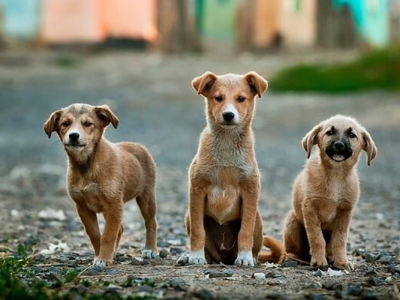 Control canino pide adoptar a perros de calle