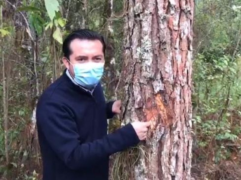 Controlado él descortezador de pino en Chiapas.