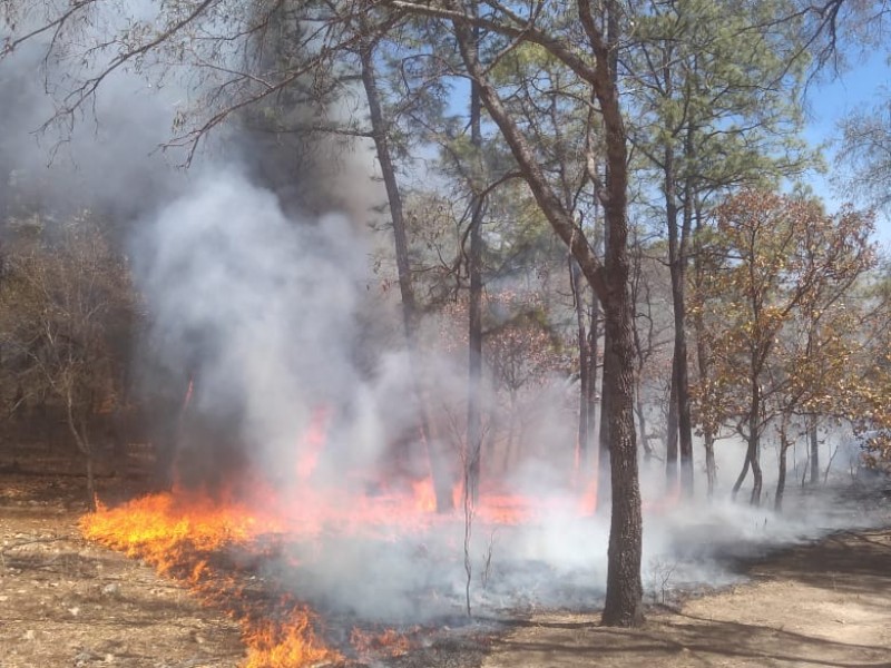 Controlan el 85% del incendio forestal en Álamos