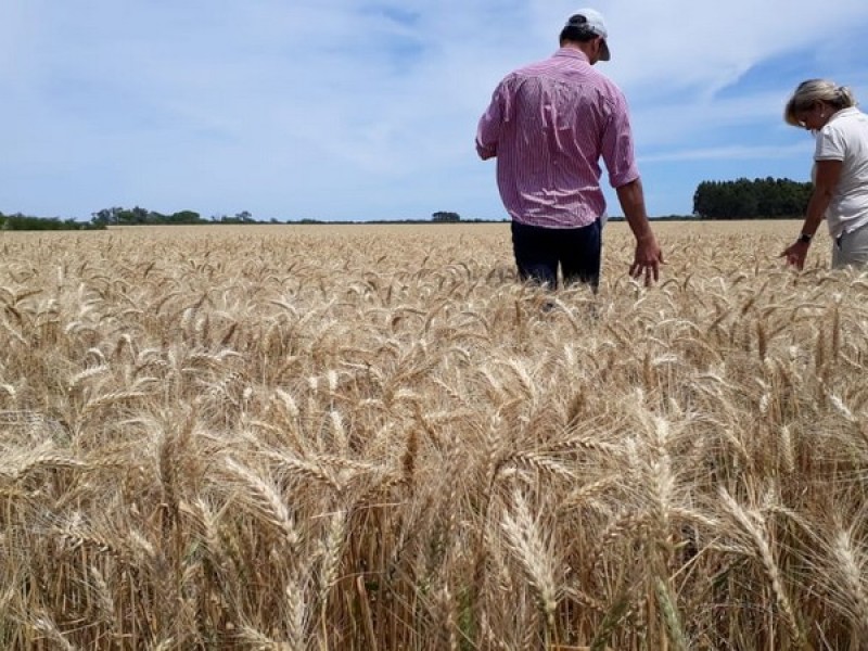 Controlarán 'coyotaje' en desarrollo de cultivos de avena y trigo