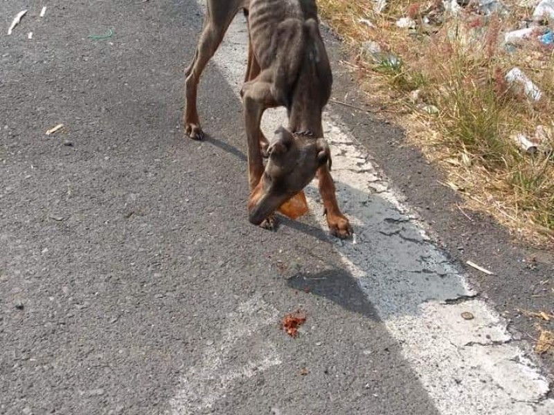 Convocan a manifestación contra maltrato animal