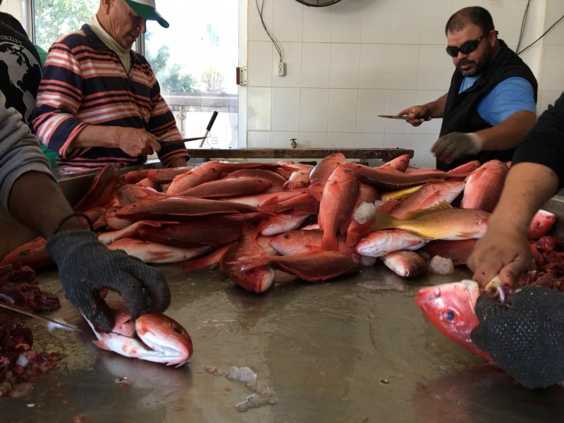 Cooperativas pesqueras registran capturas regulares de escama