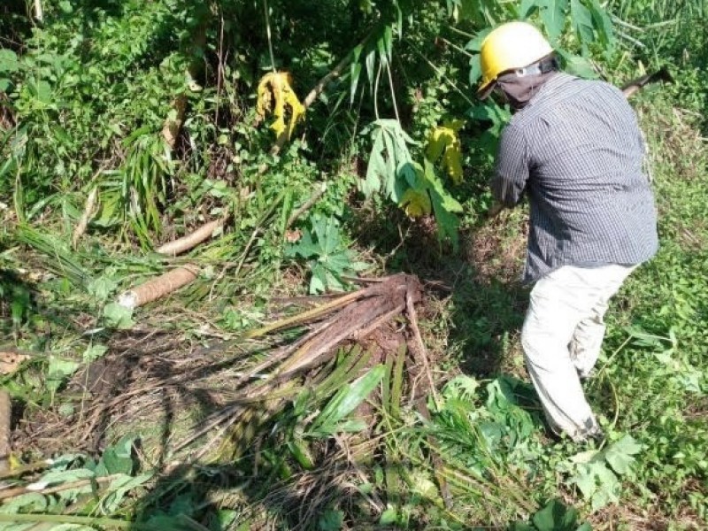 Coordinan erradicación de palma de aceite en La Encrucijada