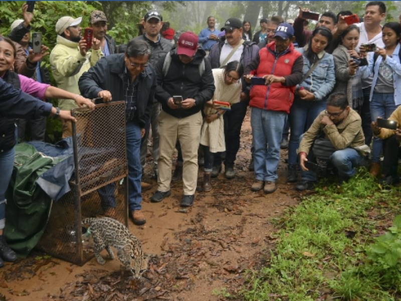 Cordón Grande, primer corredor comunitario para preservar al jaguar