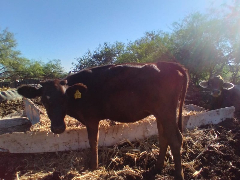 ¡Corrales se están quedando solos! Ganaderos abandonan la actividad