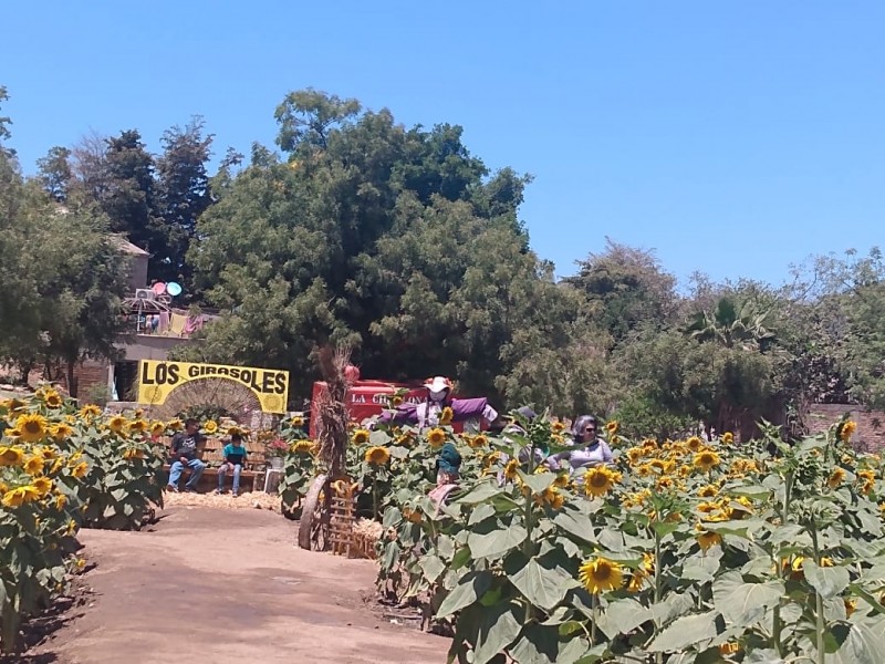 Corredor Los Girasoles, en Guasave, atrae a turismo