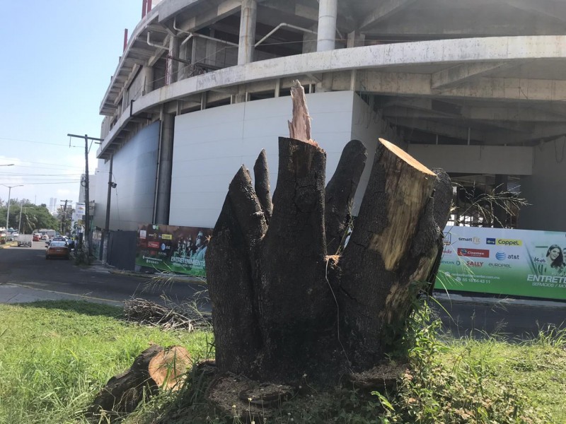 Cortan árbol en la Av. Juan Pablo II en Boca