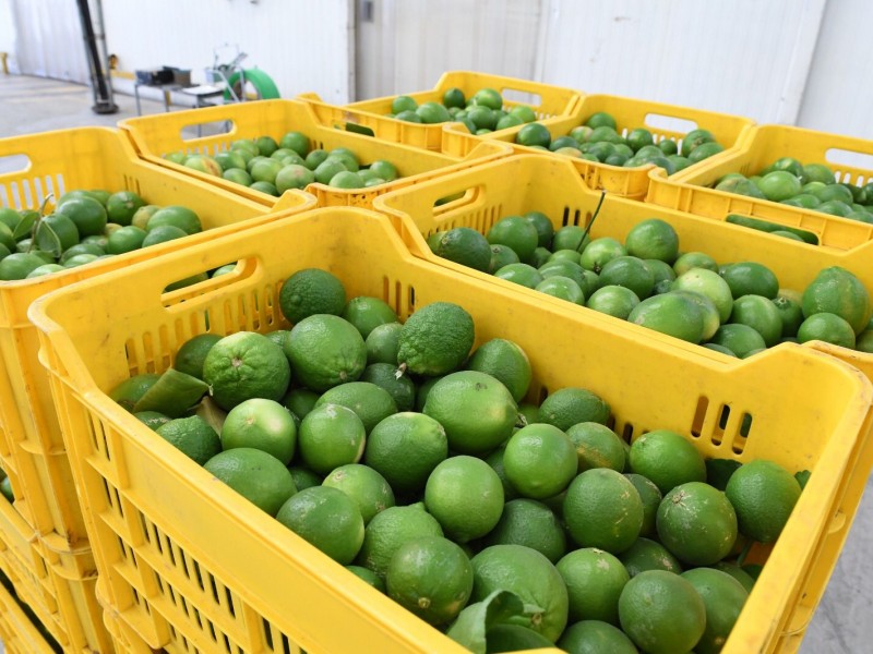 Corte y empacadoras de limón en Buenavista operan al 100%