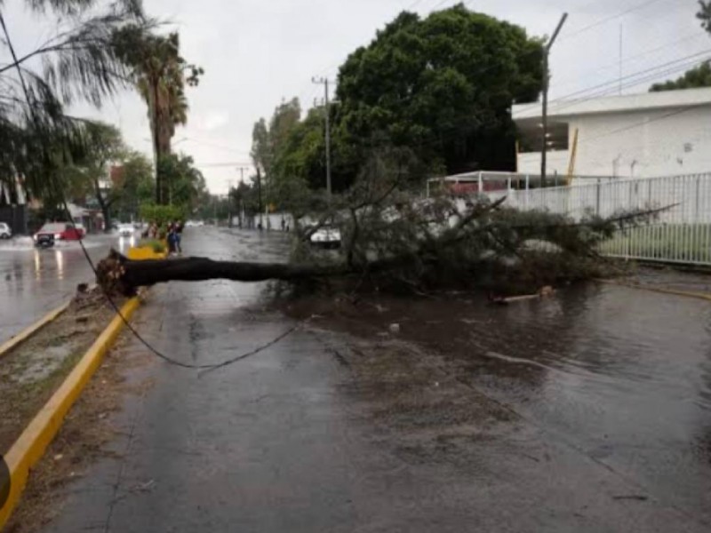 Cortes de electricidad y arboles caído, saldo del granizo