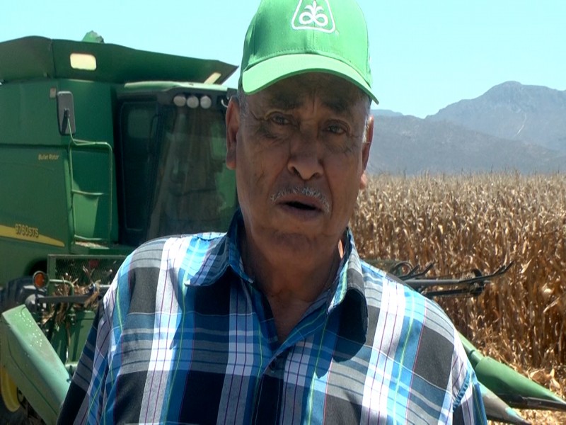 Cosecha de maíz, desde el campo a bodega