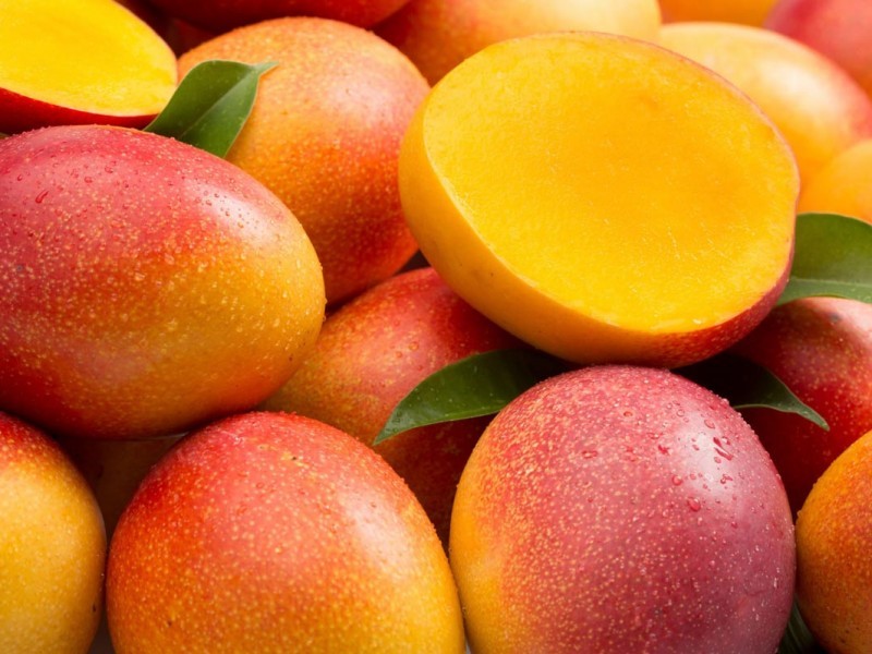 Cosecha de mango podría finalizar antes por efectos del clima – Meganoticias.MX