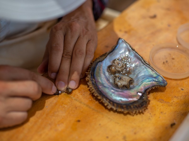 Cosecha histórica en Perlas del Mar de Cortéz