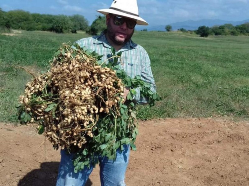 Cosechan 5 mil toneladas de cacahuate en Acaponeta