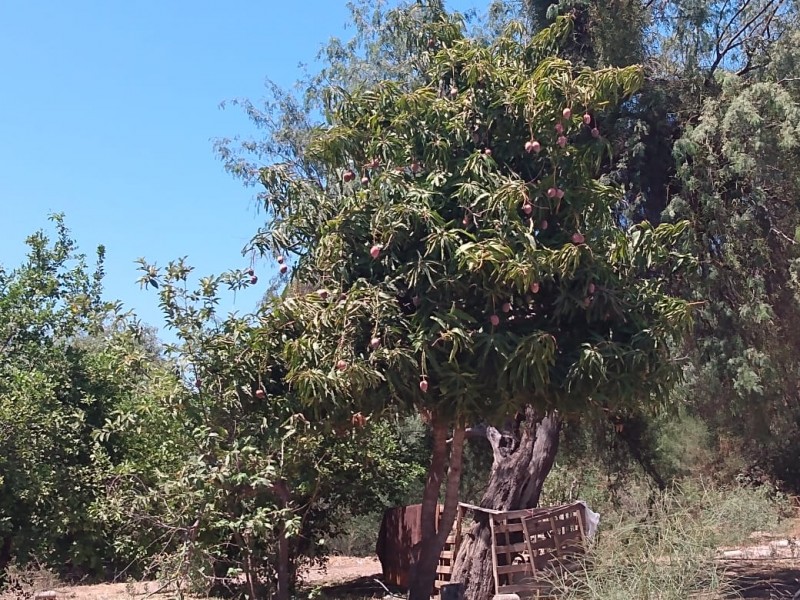 Cosechan mango en San José de Guaymas