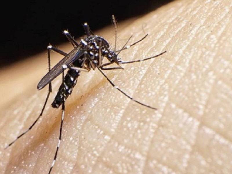 Cosos de dengue llegan a 133 hasta mayo