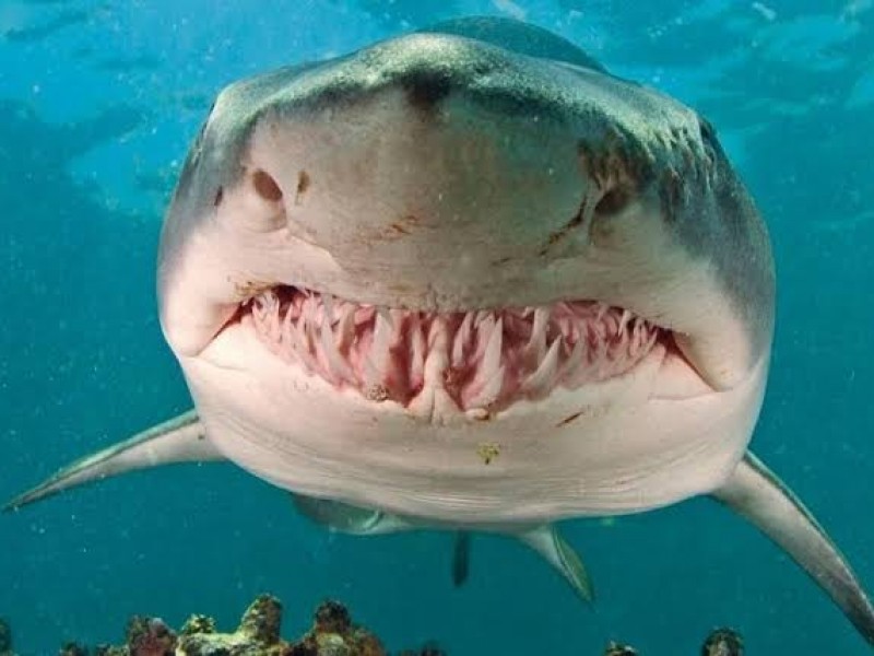 Costas de Nayarit en monitoreo por ataque de tiburón