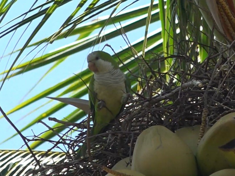Cotorra argentina se ha convertido en una especie invasora en Veracruz