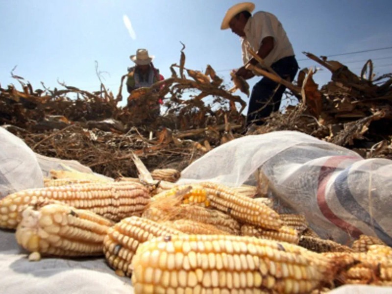 COUC alerta sobre colapso del campo por jauleros