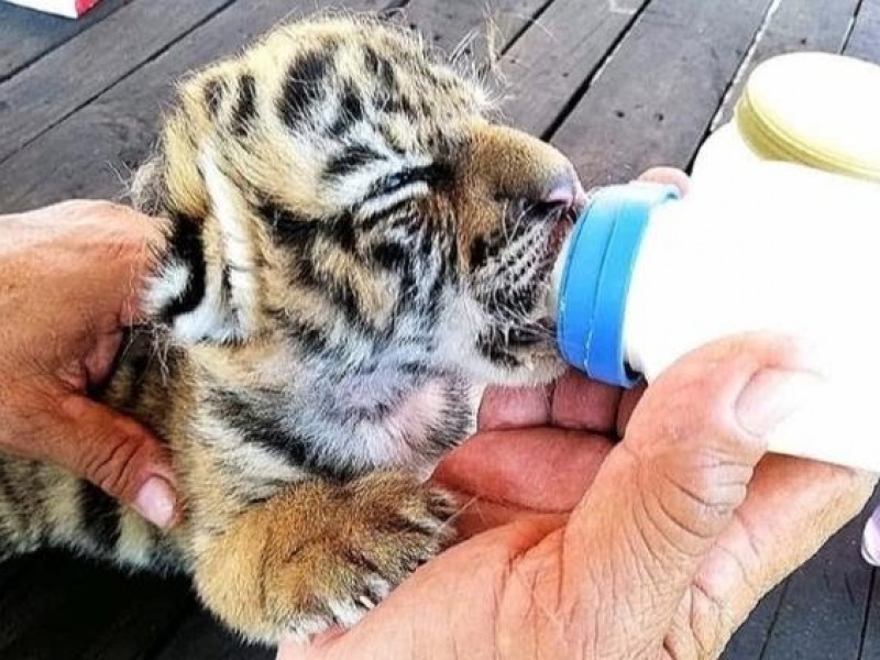 Covid, el tigre nacido en Córdoba durante contingencia de coronavirus