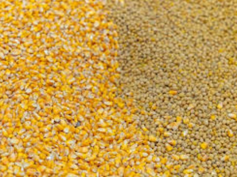 Coxcatlán y Tepanco produciran granos para avicultores y porcicultores