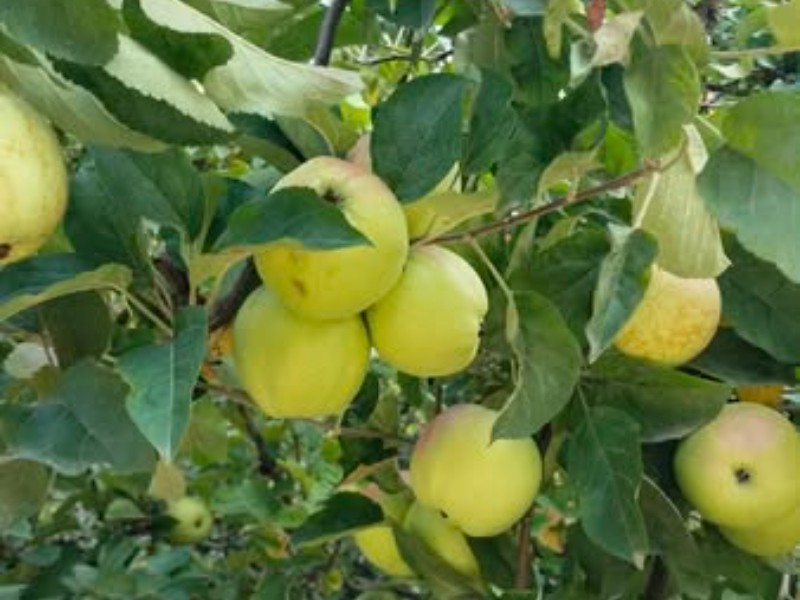 Coyomeapan reporta buena temporada de manzana