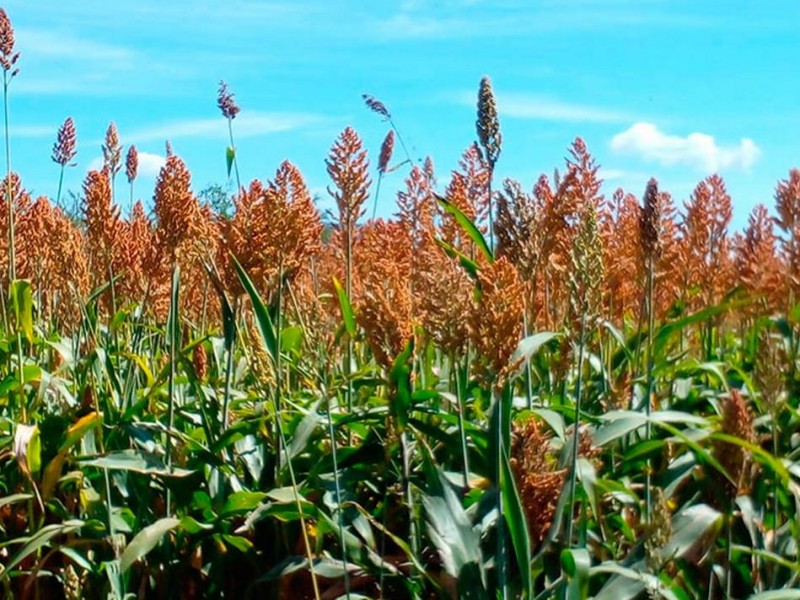 Coyotes acechan a productores de sorgo