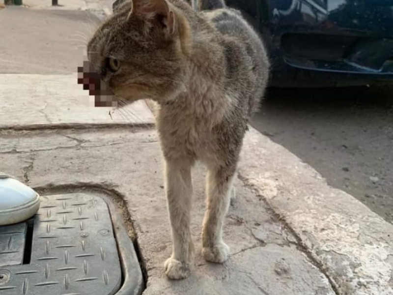 Crea fundación de rescate animal en memoria de su gatita