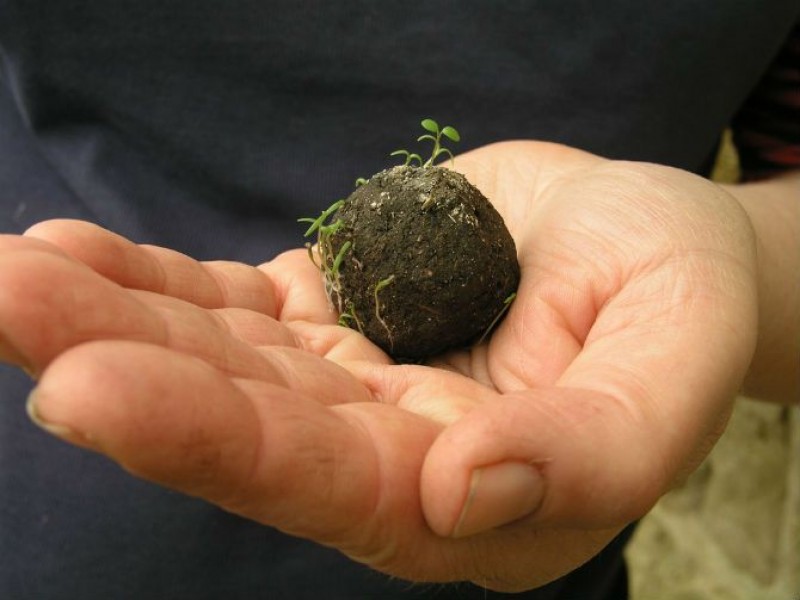 Crean bombas de vida en el Parque Ecológico