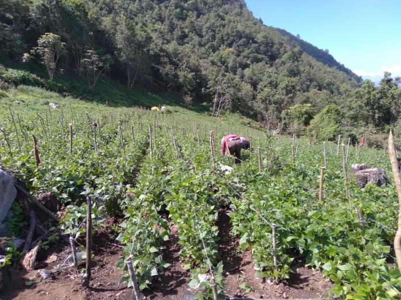 Crean en Veracruz frijol que madura antes de la sequía