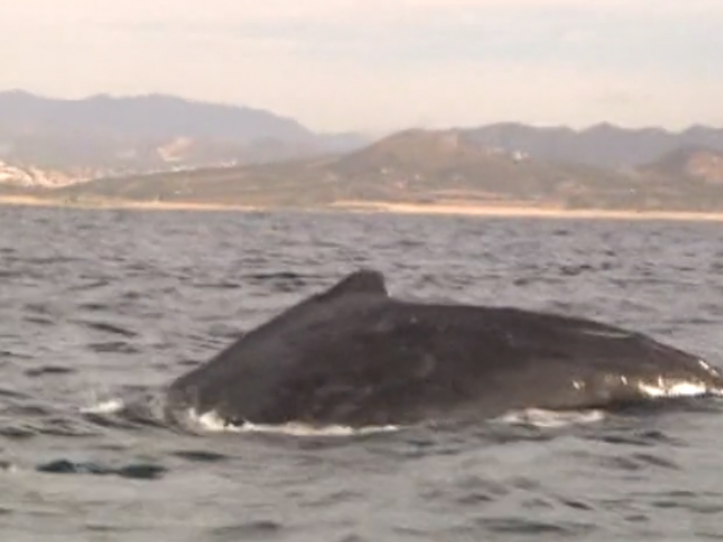 Crean proyecto de protección a las ballenas