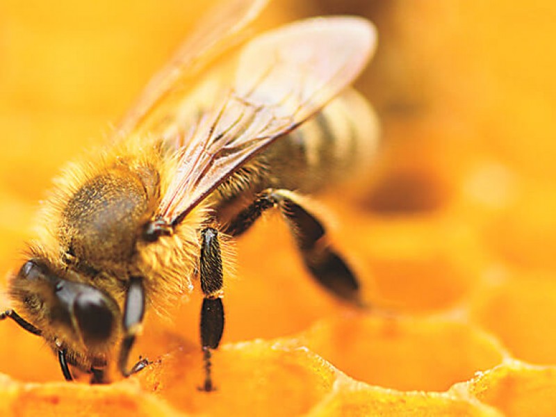 Crean Red de Apicultores para cuidar abejas