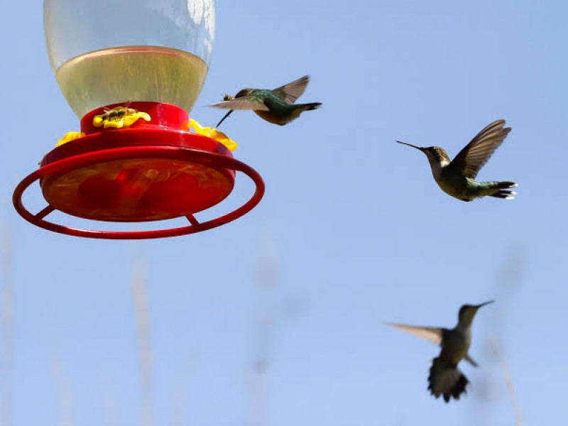 Crean santuario para proteger colibríes en México