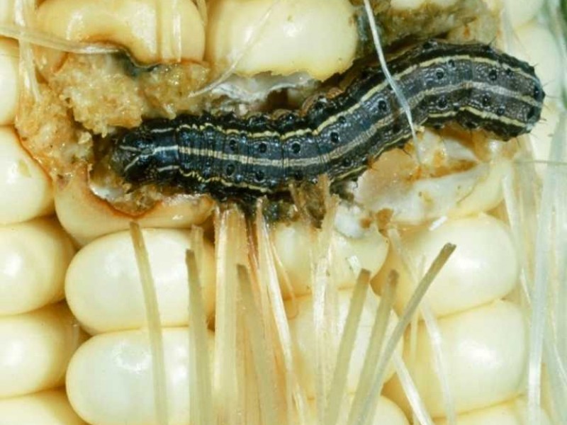Crean tecnología natural contra gusano cogollero que afecta maíz