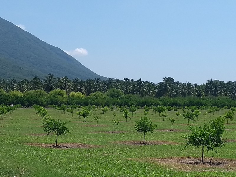 Crean variedad de limón colimense resistente al HLB