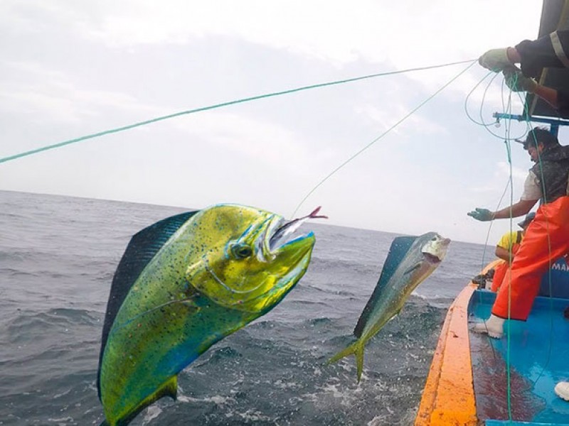 Crearán Consejo Guerrero para lograr permiso de pesca de dorado