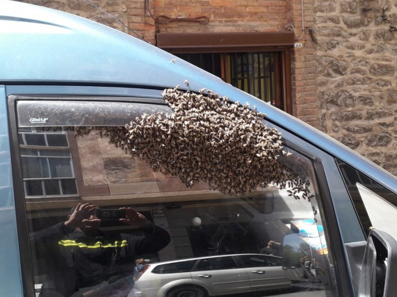 Crearán protocolo para atención y manejo adecuado de enjambres abejas