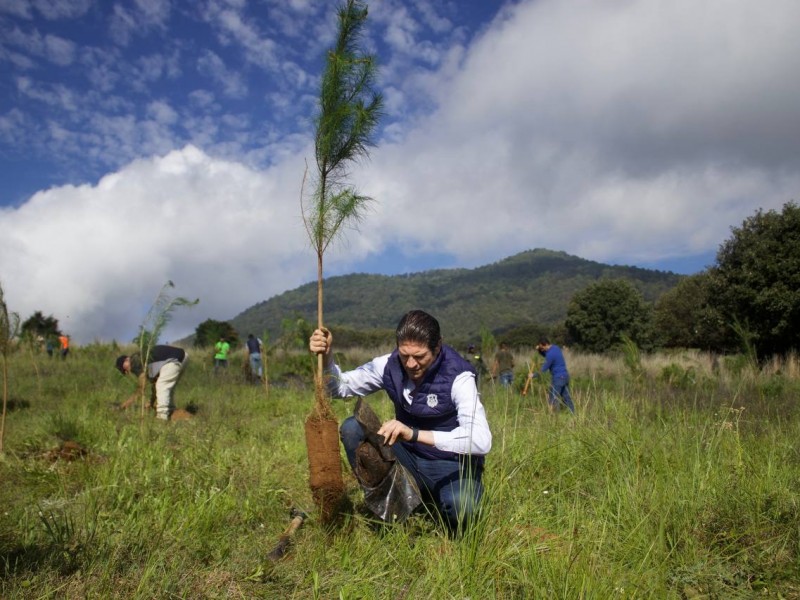 Crearán vivero para producir 1 millón de árboles en Morelia