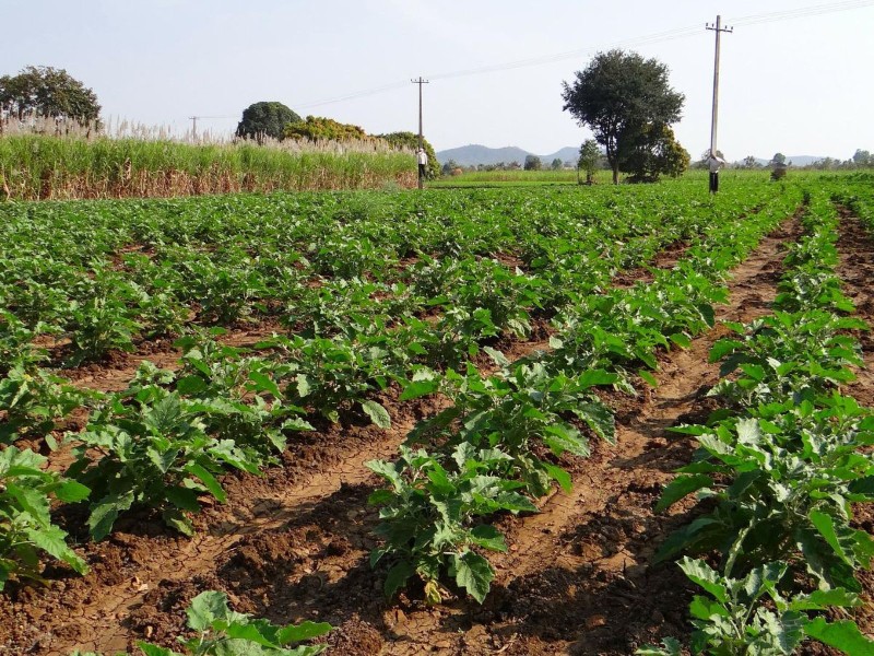 Crece 25% la agricultura orgánica en EDOMEX