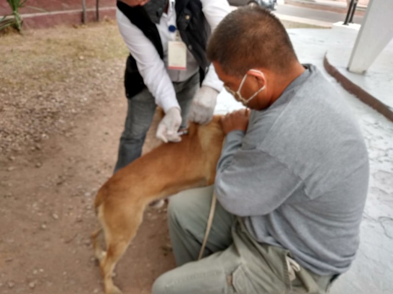 Crece cariño y cuidado por mascotas