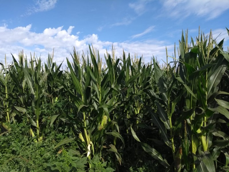 📹Crece cultura de aseguramiento agrícola