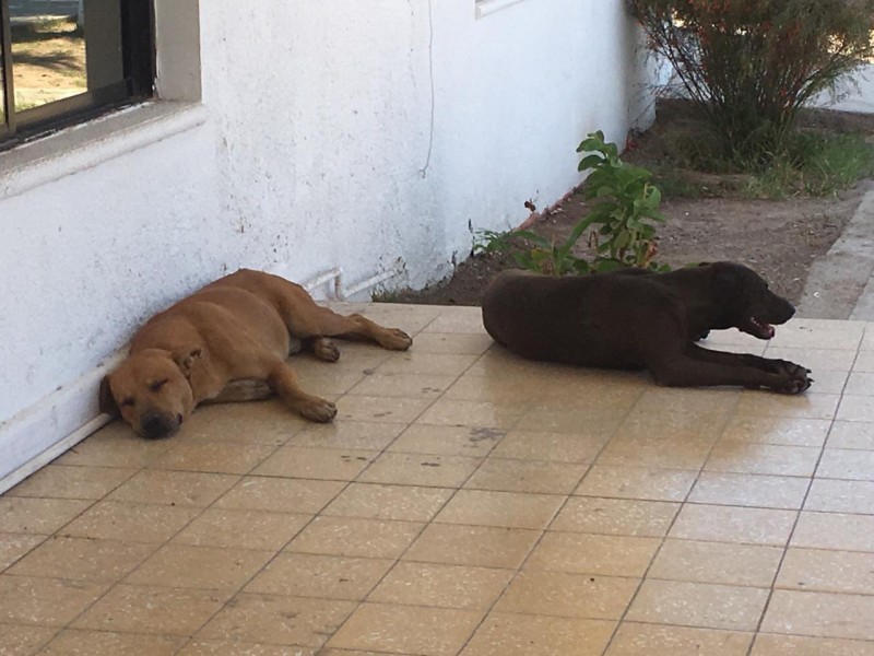 Crece el abandono de mascotas