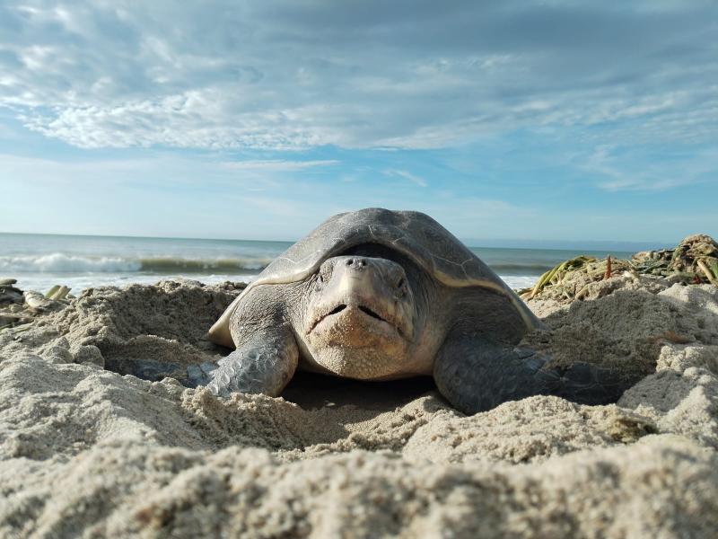 Crece el nacimiento de tortugas tras lluvias en Los Cabos