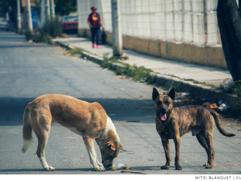 Crece en número de animales en la calle por pandemia
