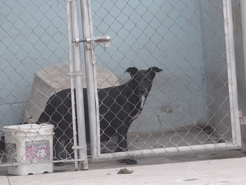 Crece envenenamiento de perros en Torreón con raticidas